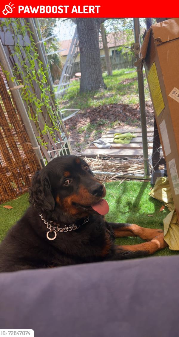 Lost Male Dog last seen Ave M W 31st and 32nd street , West Palm Beach, FL 33404