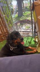 Lost Male Dog last seen Ave M W 31st and 32nd street , West Palm Beach, FL 33404