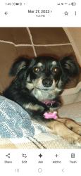 Lost Female Dog last seen Pineview Rd and Fiesta Ave, Jupiter, FL 33469
