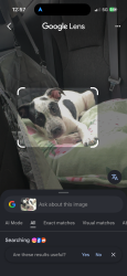 Found/Stray Female Dog last seen Roaming in building complex , Fort Worth, TX 76120