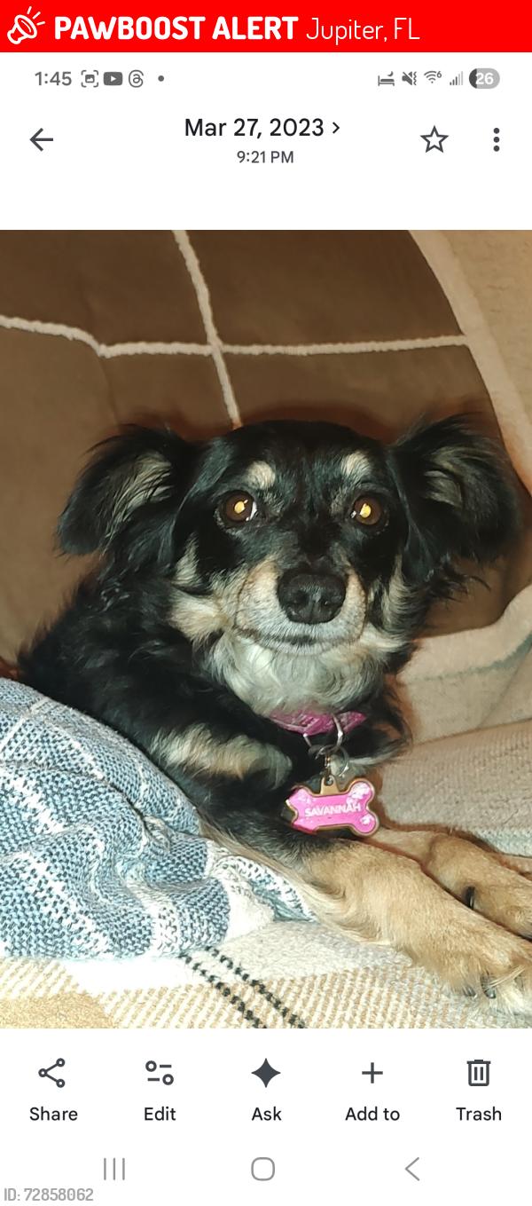 Lost Female Dog last seen Pineview Rd and Fiesta Ave, Jupiter, FL 33469