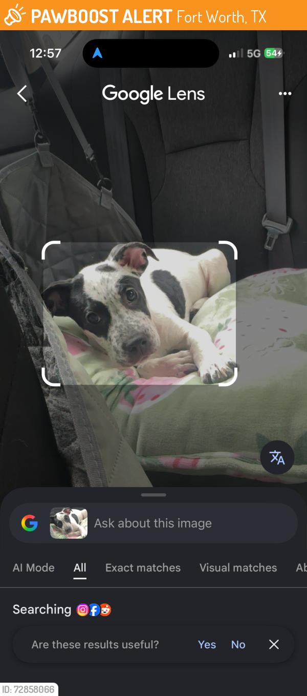 Found/Stray Female Dog last seen Roaming in building complex , Fort Worth, TX 76120