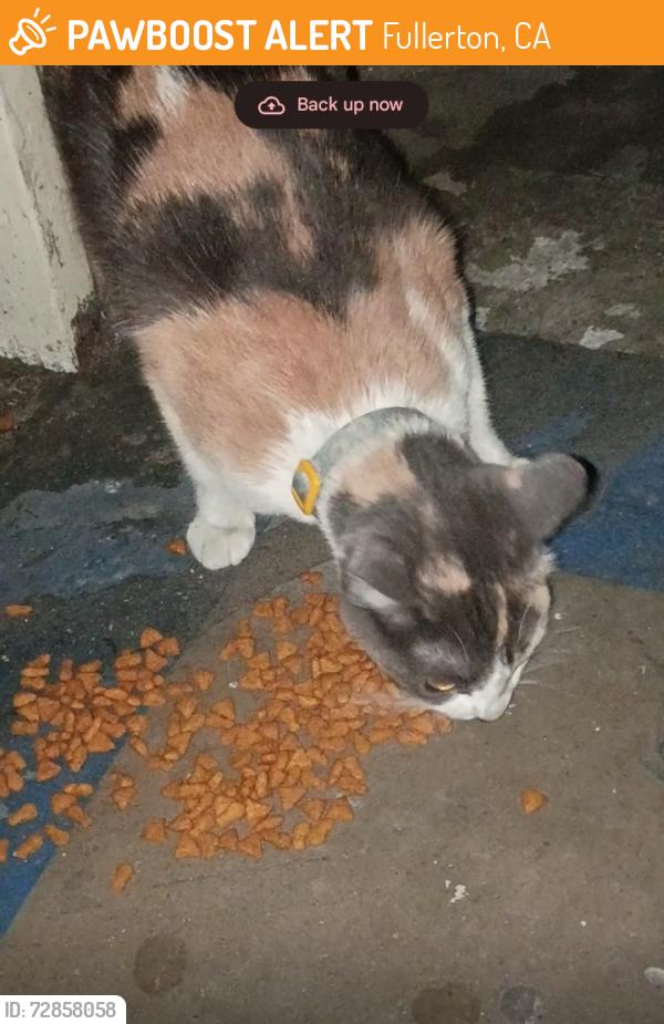 Found/Stray Female Cat last seen Baker Ave in apmt complex , Fullerton, CA 92832