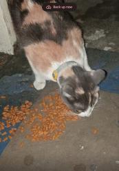 Found/Stray Female Cat last seen Baker Ave in apmt complex , Fullerton, CA 92832