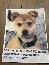 Lost Male Dog last seen Near post office, Santa Ana, CA 92702
