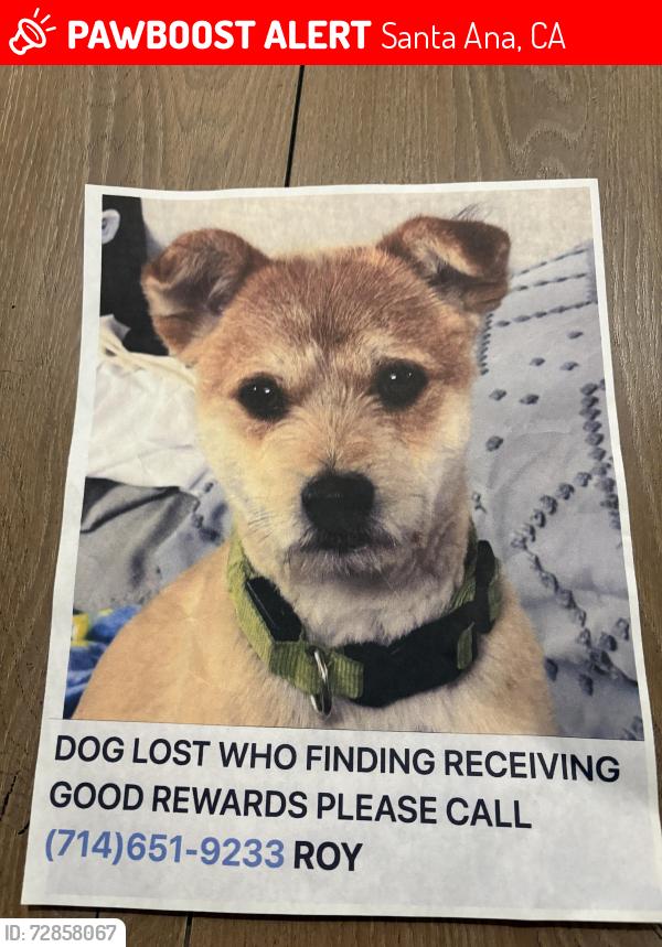 Lost Male Dog last seen Near post office, Santa Ana, CA 92702