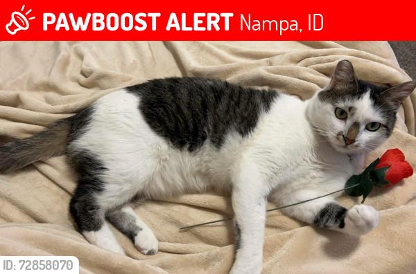 Lost Male Cat last seen Lyons Park, Nampa, ID 83651