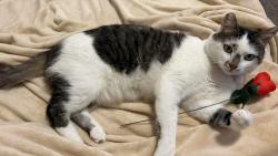 Lost Male Cat last seen Lyons Park, Nampa, ID 83651