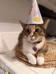 Lost Female Cat last seen Geyserville, Chula Vista, CA 91913