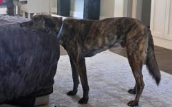 Reunited Male Dog last seen Wyatt rd and 82, Piedmont, SC 29673
