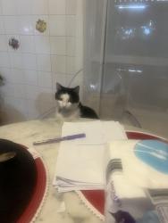 Lost Male Cat last seen St Albans , Saint Albans, VIC 3021