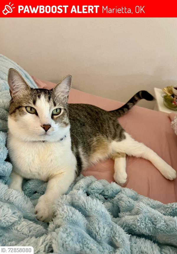 Lost Male Cat last seen apmt building , Marietta, OK 73448