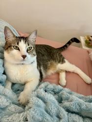 Lost Male Cat last seen apmt building , Marietta, OK 73448