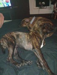 Reunited Male Dog last seen Oxbridge rd and dunraven ct, Chesterfield County, VA 23236