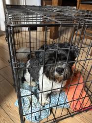 Found/Stray Male Dog last seen Near Randall Ave, Fontana, CA 92335, Fontana, CA 92335