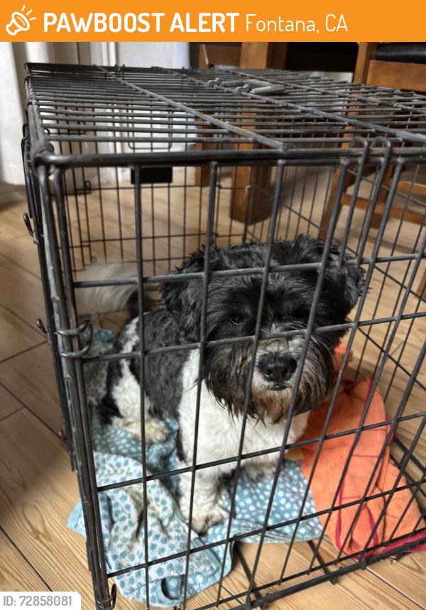 Found/Stray Male Dog last seen Near Randall Ave, Fontana, CA 92335, Fontana, CA 92335
