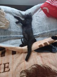 Lost Male Cat last seen 75th and bethany  rd, Glendale, AZ 85307