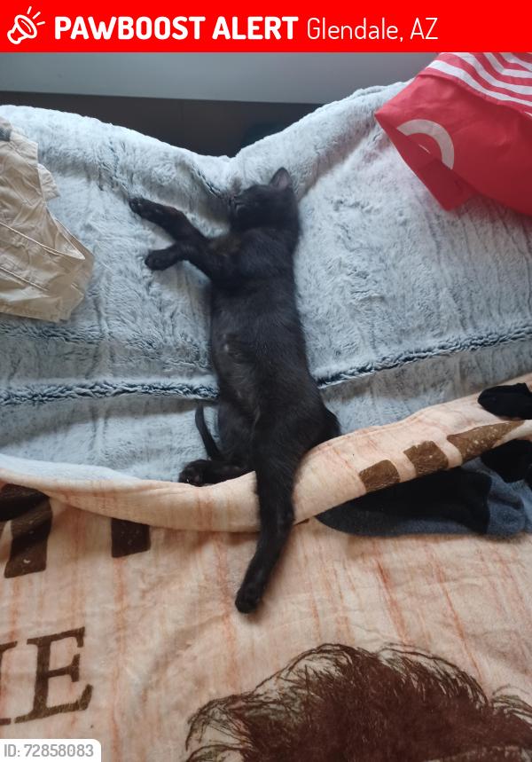 Lost Male Cat last seen 75th and bethany  rd, Glendale, AZ 85307
