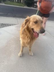 Found/Stray Male Dog last seen Walnut, Visalia, CA 93292