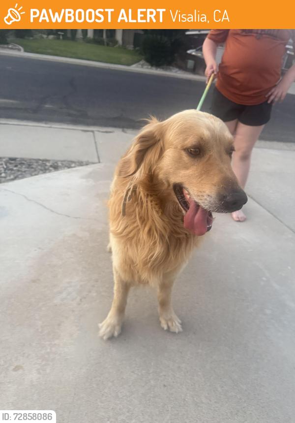 Found/Stray Male Dog last seen Walnut, Visalia, CA 93292