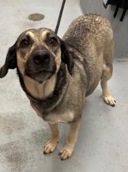 Shelter Stray Female Dog last seen Midwest City, Oklahoma City, OK 73110