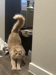 Lost Female Cat last seen Larkspur, Leander, TX 78628
