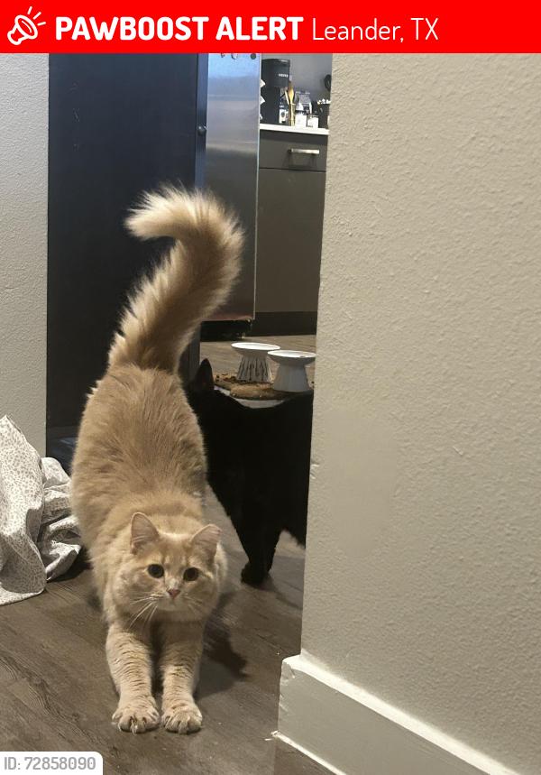 Lost Female Cat last seen Larkspur, Leander, TX 78628