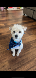 Lost Male Dog last seen Park by high school, Las Vegas, NV 89128