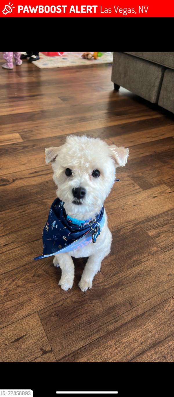 Lost Male Dog last seen Park by high school, Las Vegas, NV 89128