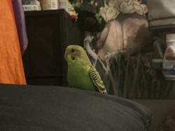 Lost Unknown Bird last seen Douglasville, near Jessie Davis Park, Douglasville, GA 30134