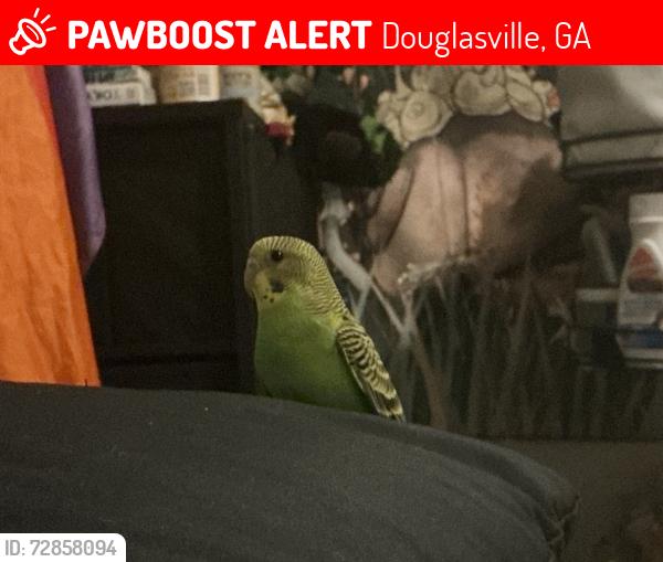 Lost Unknown Bird last seen Douglasville, near Jessie Davis Park, Douglasville, GA 30134