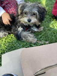 Reunited Female Dog last seen 18834strathern st, Los Angeles, CA 91335