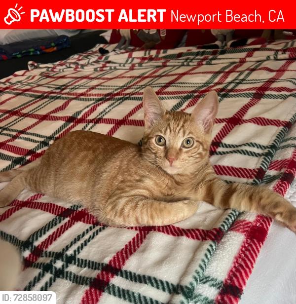 Lost Male Cat last seen S point dr , Newport Beach, CA 92660
