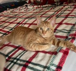Lost Male Cat last seen S point dr , Newport Beach, CA 92660