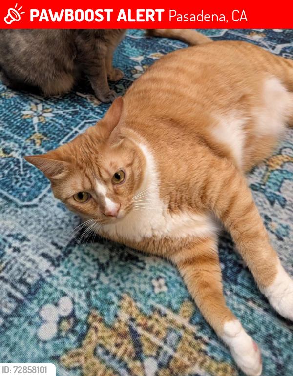 Lost Male Cat last seen Lambert Dr & Craig Av, Pasadena, CA 91107
