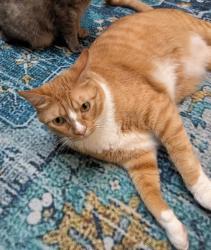 Lost Male Cat last seen Lambert Dr & Craig Av, Pasadena, CA 91107