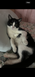 Lost Male Cat last seen Chapman and Lewis , Orange, CA 92868