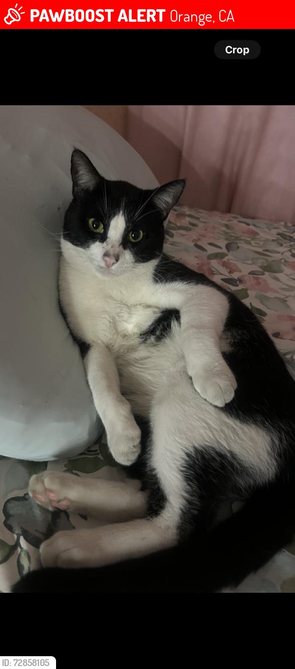 Lost Male Cat last seen Chapman and Lewis , Orange, CA 92868