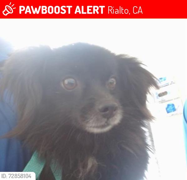 Lost Female Dog last seen Rialto highschool, Rialto, CA 92376