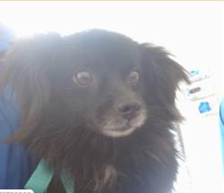 Lost Female Dog last seen Rialto highschool, Rialto, CA 92376