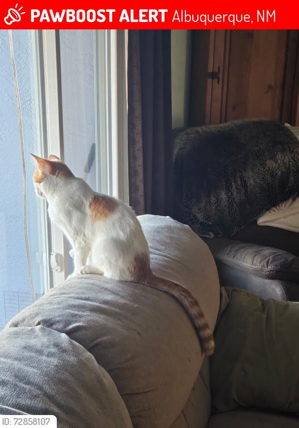 Lost Female Cat last seen Aztec and Truman NE, Albuquerque, NM 87110