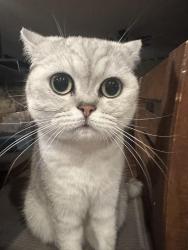 Lost Female Cat last seen Benneck way, Port Coquitlam, BC V3C 5Y8