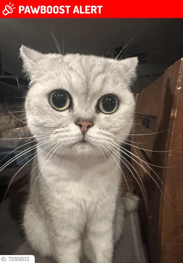 Lost Female Cat last seen Benneck way, Port Coquitlam, BC V3C 5Y8