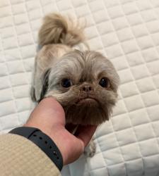 Lost Female Dog last seen across the hwy from No Name Cantina , Skidmore, TX 78389