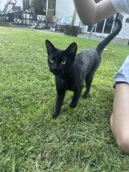 Lost Female Cat last seen Montrose , Folsom, CA 95630