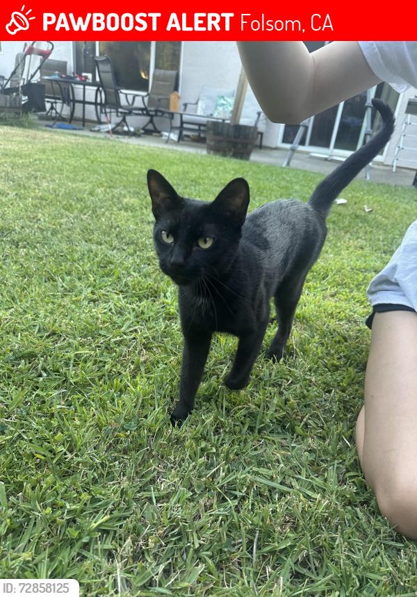 Lost Female Cat last seen Montrose , Folsom, CA 95630