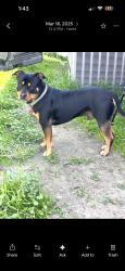 Lost Male Dog last seen California, Buena Park, CA 90621