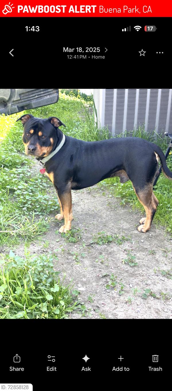 Lost Male Dog last seen California, Buena Park, CA 90621