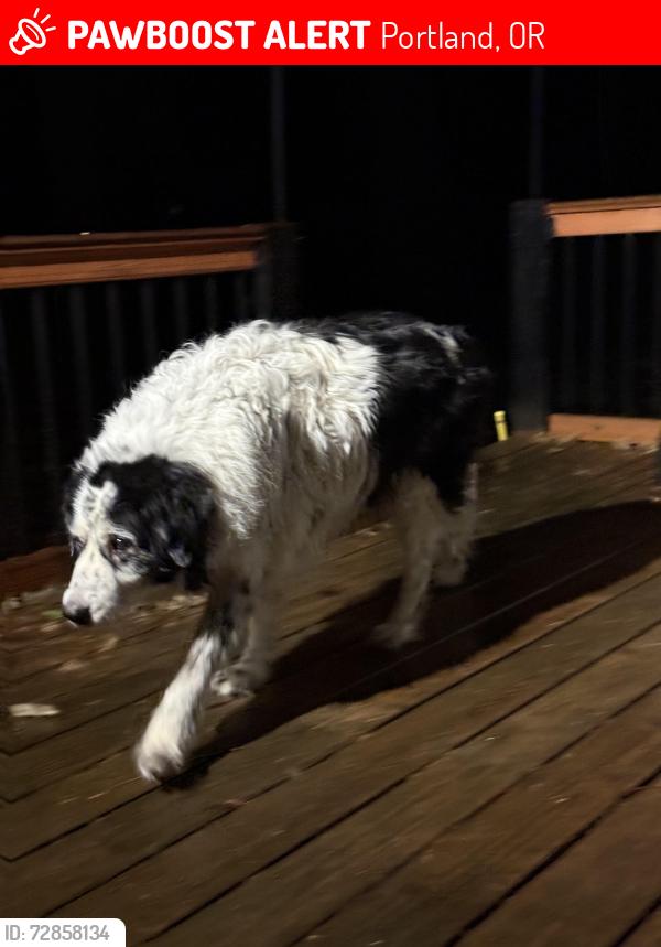 Lost Male Dog last seen Logie Trail Rd, Portland, OR 97231