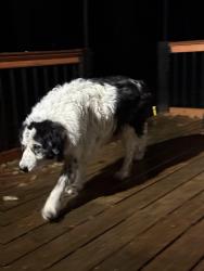 Lost Male Dog last seen Logie Trail Rd, Portland, OR 97231